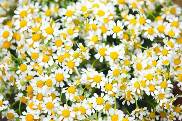 Bloemen camomiles achtergronden daisy zomer leeg klein madeliefje boeket