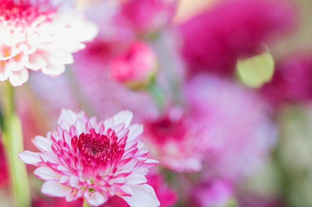 bloemen chrysant voor achtergrond