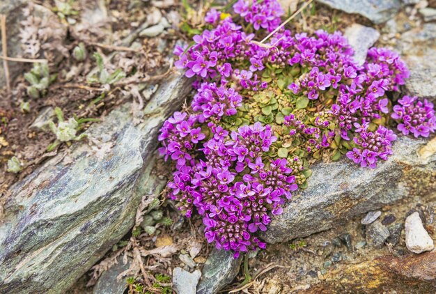 Bloemen close-up in Zwitserse alpen