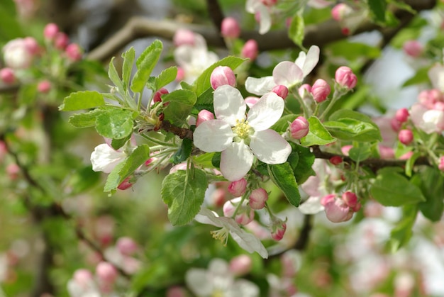 Bloemen close-up