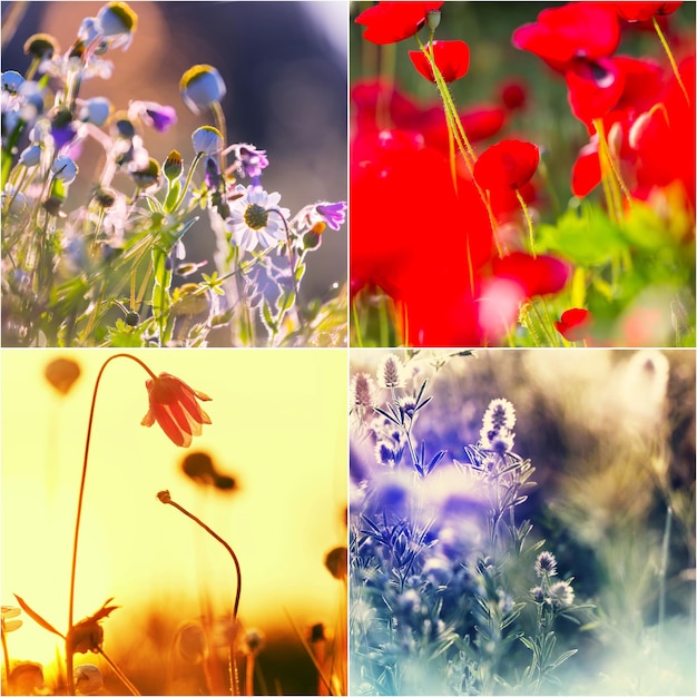 Bloemen collage