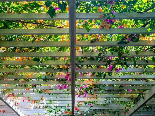 Bloemen decoratie op houten pergola dak Landschap huis ontwerp achtergrond Ivy plant op het witte houten latten dak