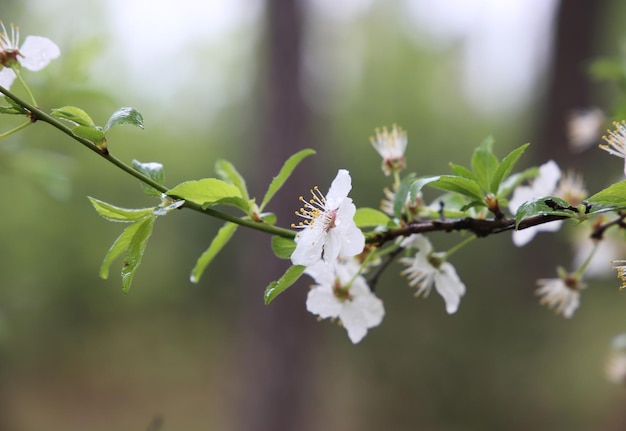 bloemen decoratieve appelboom rudolf achtergrond