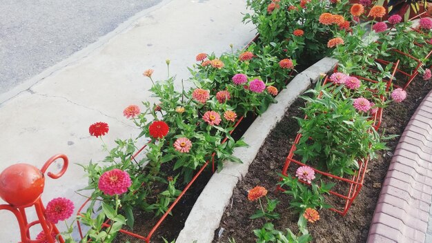 Bloemen die buiten groeien