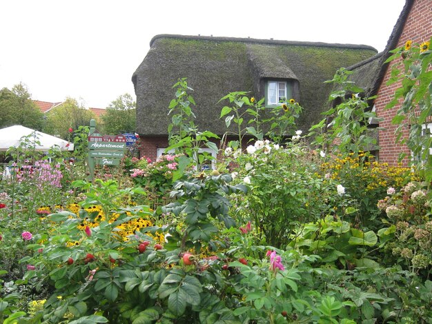 Foto bloemen die in het park groeien