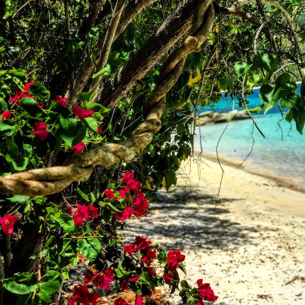 Foto bloemen die op het strand groeien