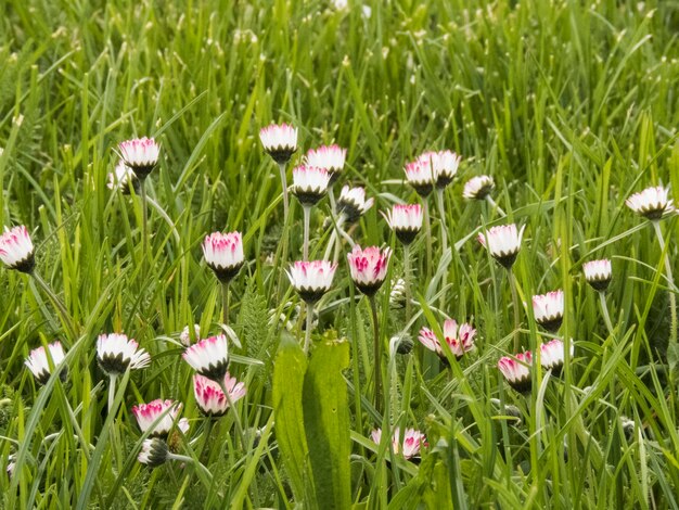 Bloemen die op het veld groeien