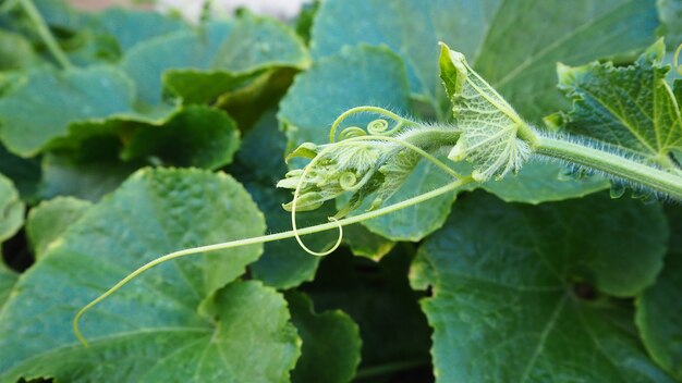 Bloemen en bladeren in de prachtige natuur voor de achtergrond