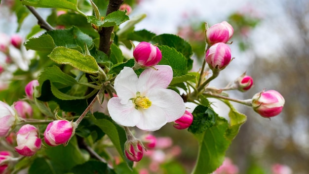 Bloemen en knoppen van appelbomen aan een boom. Appelboomtak tijdens de bloei