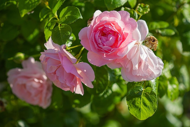 Bloemen en knoppen van roze rozenachtergrond