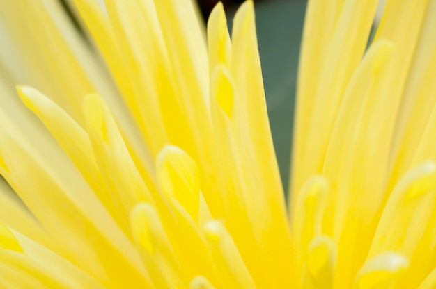 bloemen en madeliefjes met grote bloemblaadjes en levendige kleuren, lentebeeld