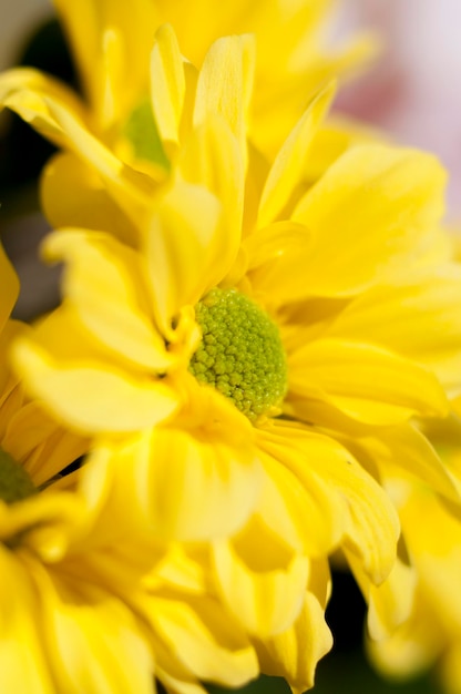 Bloemen en madeliefjes met grote bloemblaadjes en levendige kleuren, lentebeeld