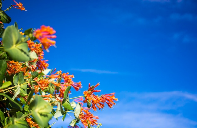 Bloemen en natuur in de ochtend Nog helder Deze bloem is Lonicera caprifoliumhe lucht is helder