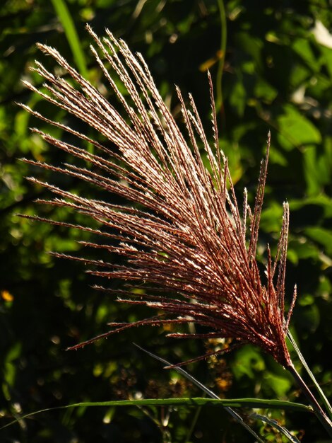 Foto bloemen en planten hebben geestelijke genezende krachten die mensen kunnen helpen