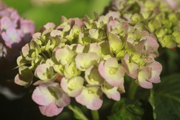 Foto bloemen en planten hebben geestelijke genezende krachten die mensen kunnen helpen