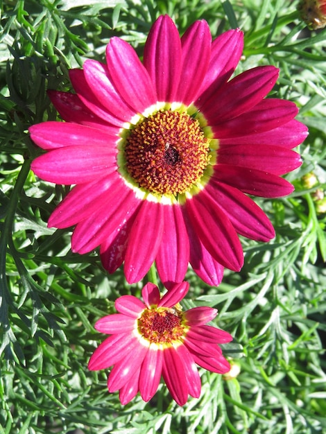 Bloemen en planten hebben het effect van het genezen van de harten van mensen.