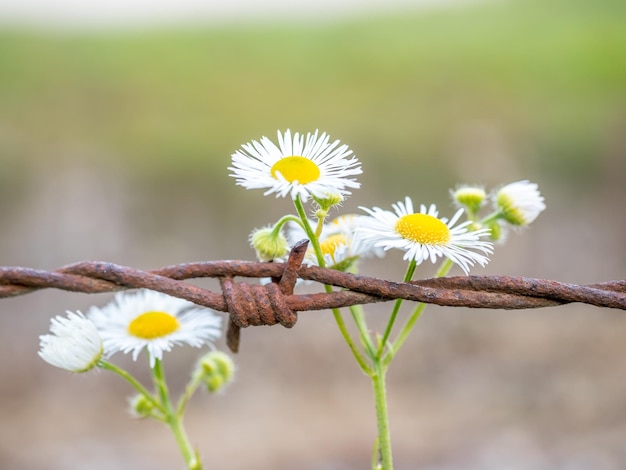 Bloemen en prikkeldraad