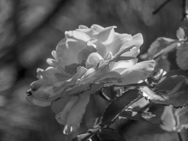 Bloemen en windmolen