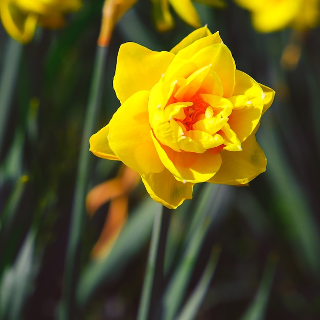 Bloemen esthetiek behang. Gele narcis achtergrond