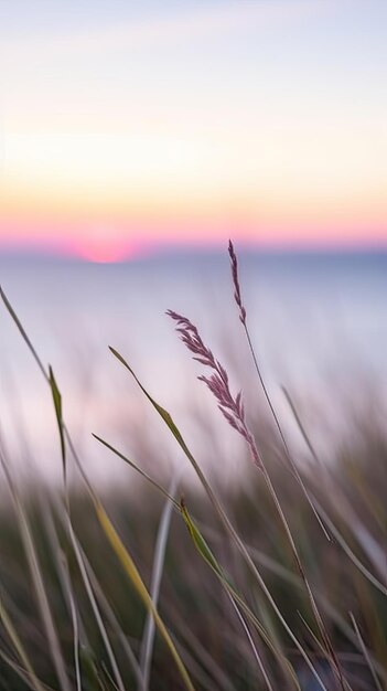 Foto bloemen focus zonsondergang rust genade landschap zen harmonie kalmte eenheid harmonie fotografie