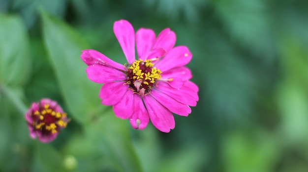 bloemen foto in de tuin premium