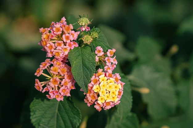 Foto bloemen fotografie