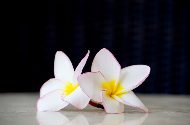 Bloemen frangipani