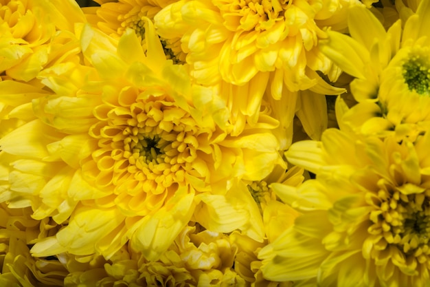 Bloemen gele chrysanten