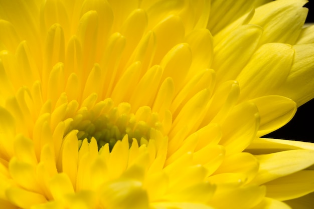 Bloemen gele chrysanten