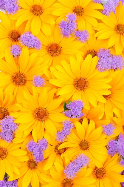 Foto bloemen gele en paarse achtergrond