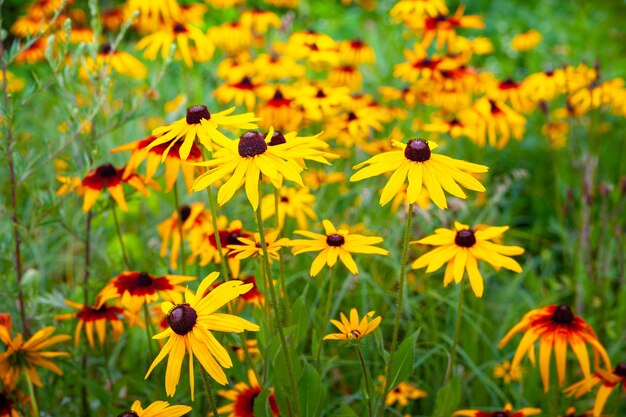 Bloemen gele rudbeckia Bloeiende bloemen van gele rudbeckia Blackeyed Susan bloem