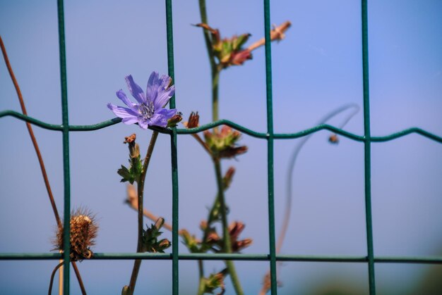 Bloemen gezien door een hek in een park