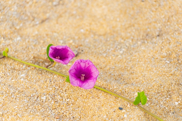 Bloemen groeien aan de kust van de zee.