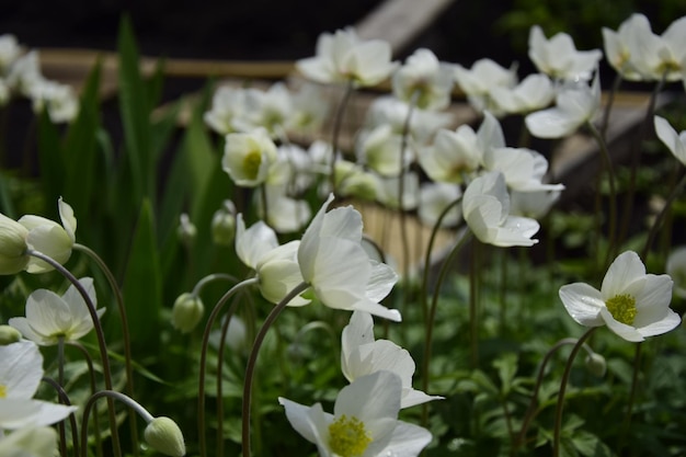 Bloemen groeien en de natuur komt tot leven Witte krokussen in de tuin