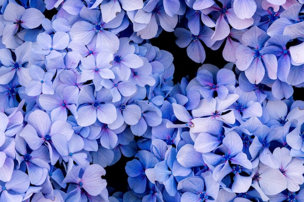 Bloemen groeien in de tuin, close-up. Prachtig natuurlijk behang van bloeiende struik met hortensia