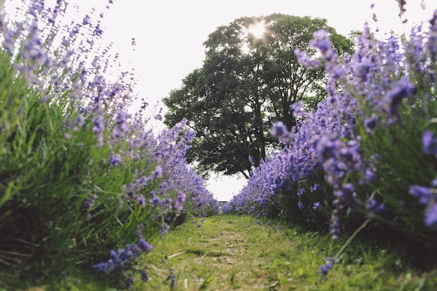 Bloemen groeien in het landschap