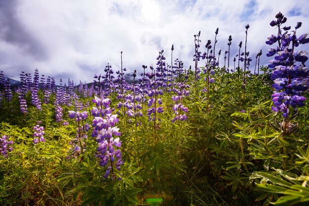 Bloemen in Alaska