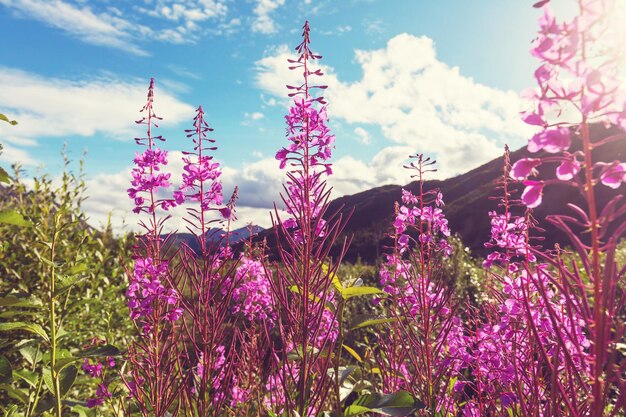 Bloemen in Alaska