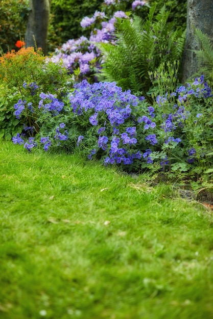 Bloemen in bloei Een foto van de tuin in de zomer