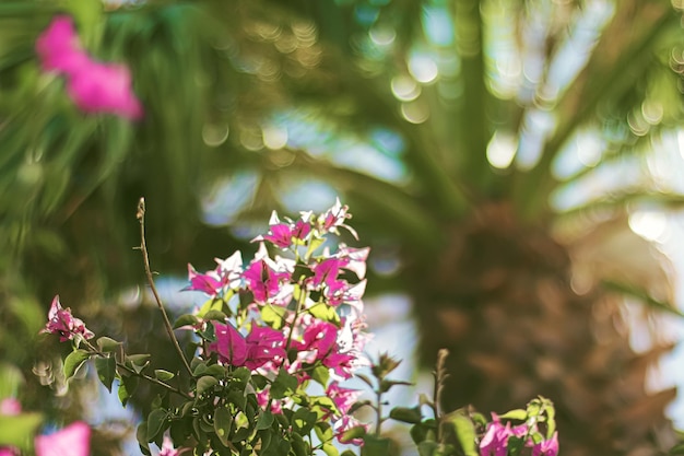 Bloemen in bloei en palmboom bij zonsondergang natuur in de zomer tropische vakantiebestemming en zomer reizen