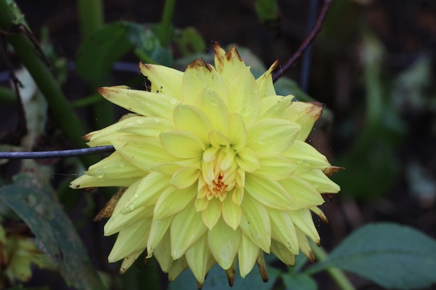 Bloemen in botanische tuinen