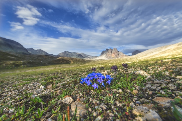 Bloemen in de bergen op de Zwitserse Alpen