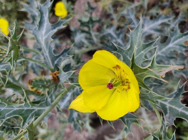 Bloemen in de groene grasvelden