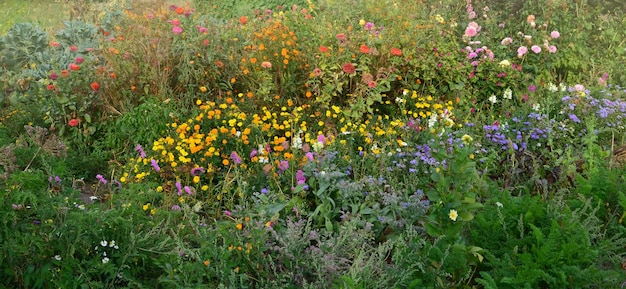 Bloemen in de herfsttuin Bloesem in de herfst- of zomertuin Bloemen in de herfsttuinachtergrond Eenjarige en meerjarige planten in volle bloei