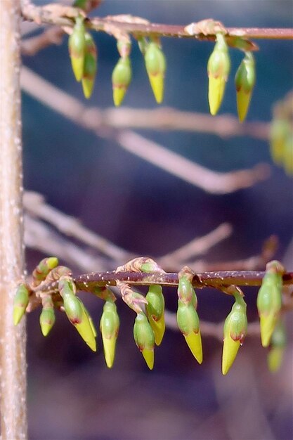 Foto bloemen in de lente