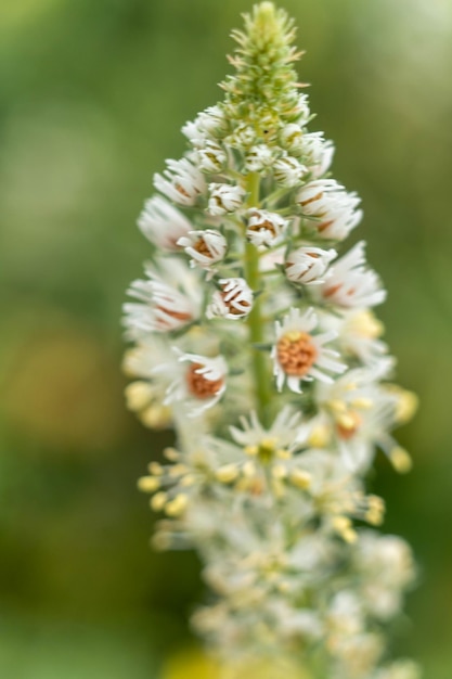 bloemen in de lente