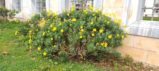 bloemen in de moskeetuin