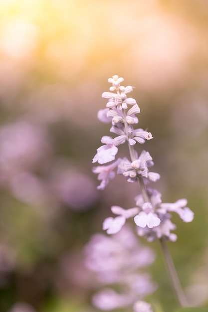 Bloemen in de natuur