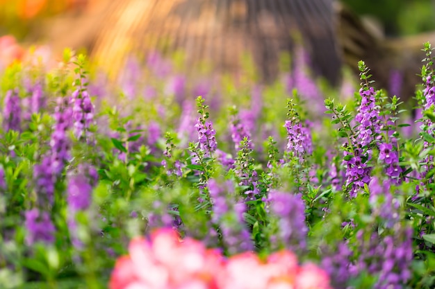 Bloemen in de natuur