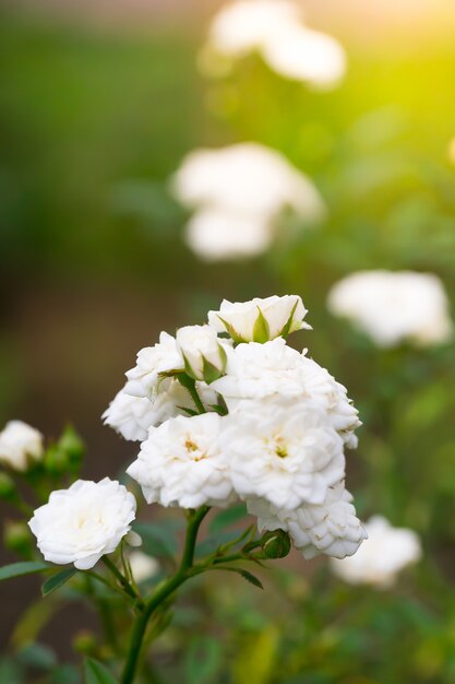 Bloemen in de natuur.